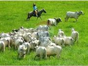 06 alqueires de pastos, prÃ³ximo de TrÃªs Rios e Penha...