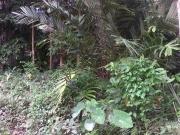 0. 8 acres agri. land, kadok, kb