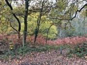 0 Bedrooms Land for sale in Water Lane, Witley,...