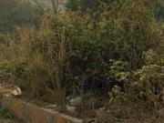 109000 Sq.Ft. Plot in Charholi Budruk Pune