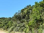 10.3 ha Land available in Port Elizabeth Central