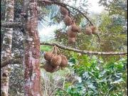 10 hectare Durian and Cacao farm in Calinan For Sale
