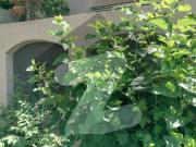 10 Marla House For Rent In Bahria Town Rawalpindi Bahria...