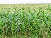 1166 ha Campo Mixto en Carlos Tejedor. Transf. paquete...