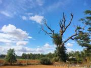 1200 Sq. ft Plot for Sale in Anekal, Bangalore