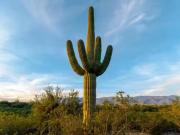 12075 E SPEEDWAY BLVD, TUCSON, AZ 85748