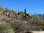 15175 Rincon Creek Ranch Rd, Tucson, AZ 85747 MLS 22504163