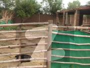 15 Marla Dairy Farm For Rent at Raiwind Road