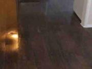 1701 Dawson Street, Unit 2 2 Bedroom Home for Rent at...