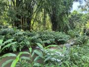 17.4 ha Land available in Town Bush Valley