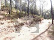 18000 Square Feet Residential Plot In Pine City Housing...