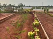 1879 Sq.Ft. Plot in Punadipadu Vijayawada