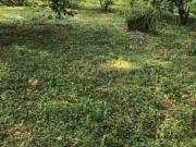 1.1 Hectare Farm Lot For Sale in Norzagaray Bulacan with...