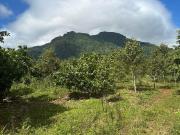 1.2 Hectare Durian Farm Lot For Sale in Calinan Davao...