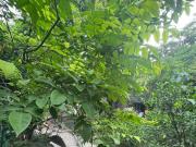 1,578 sqm Lot with 5 Bedrooms in Tandang Sora, Quezon City