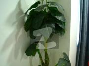 1 Bed Apartment for Rent 1240 Sqft, Fully Furnished on...