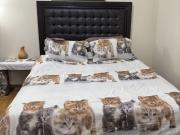 1 Bedroom Apartment for Rent at Dawes Rd & Goodwood Park...