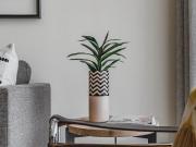 1 Bedroom Apartment in Morningside