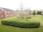1 bedroom apartment to rent