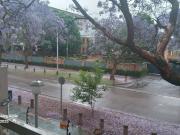 1 Bedroom bachelor apartment rented in Hatfield, Pretoria