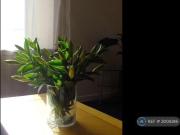 1 Bedroom Flat For Rent In Aberdeen
