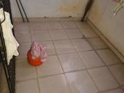 1 BHK Apartment in Kalewadi for rent Pune. The reference...