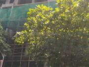 1 BHK Apartment in Prabhadevi for resale South Mumbai....