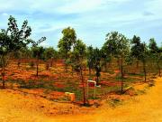 1 BHK Farm House in Chittoor for resale Chennai. The...