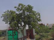 1 BHK Independent House in Sector 86 for resale...