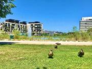 1 chambres, MONTPELLIER Languedoc Roussillon 34000 90856788