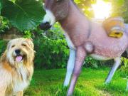 1 Dormitorio Shared Living/Roommate Castro Castro 99388712