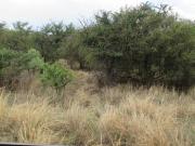1 ha Land available in Leeuwfontein