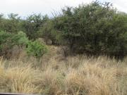 1 ha Land available in Leeuwfontein