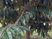 1 HECTARE DURIAN FARM IN CALINAN