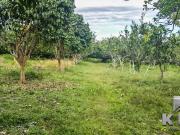1 Hectare Lot In Tacunan Tugbok For Sale