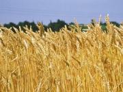 1 o 2 Aziende Agricole a Sud di AL