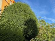 1 Schlafzimmer Wien 1180 100666123