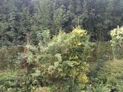 1 Zimmer Appartment, schön aufgeteilt mit Einbauküche zu...