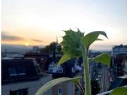 1½ Zimmer Dachwohnung in Zürich Kreis 3 Sihlfeld,...