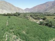23 héctareas de terreno agrícola o club campestre con...