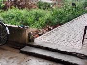 240 Sq.Yd. Plot in Sector 45 Faridabad Listing ID #8759