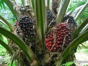 250 acres oil palm plantation @ teluk intan