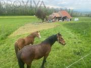 2600 m2 Grundstück renovationsbedürftiges Haus mit Potential