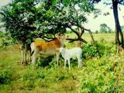 27.5 hectare farm land for sale at iba zambales