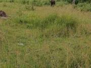 2903 sqm FARM LOT for Sale in Moalboal Cebu