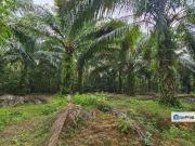 29 acres first lot Palm oil land at Chenderong, Batu...