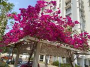 2 BHK Apartment in Harlur for resale Bangalore East. The...