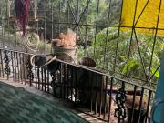 2 BHK Apartment in New Panvel East for resale Navi...