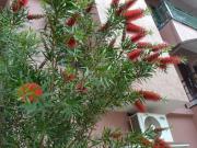 2 BHK Independent Builder Floor in Battarahalli for rent...