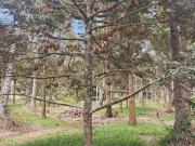 2 HECTARES FARM WITH 600 DURIAN PLANT IN CALINAN DAVAO...